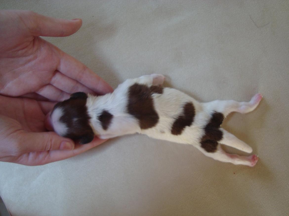 Kooikerhondje Diva billede 2