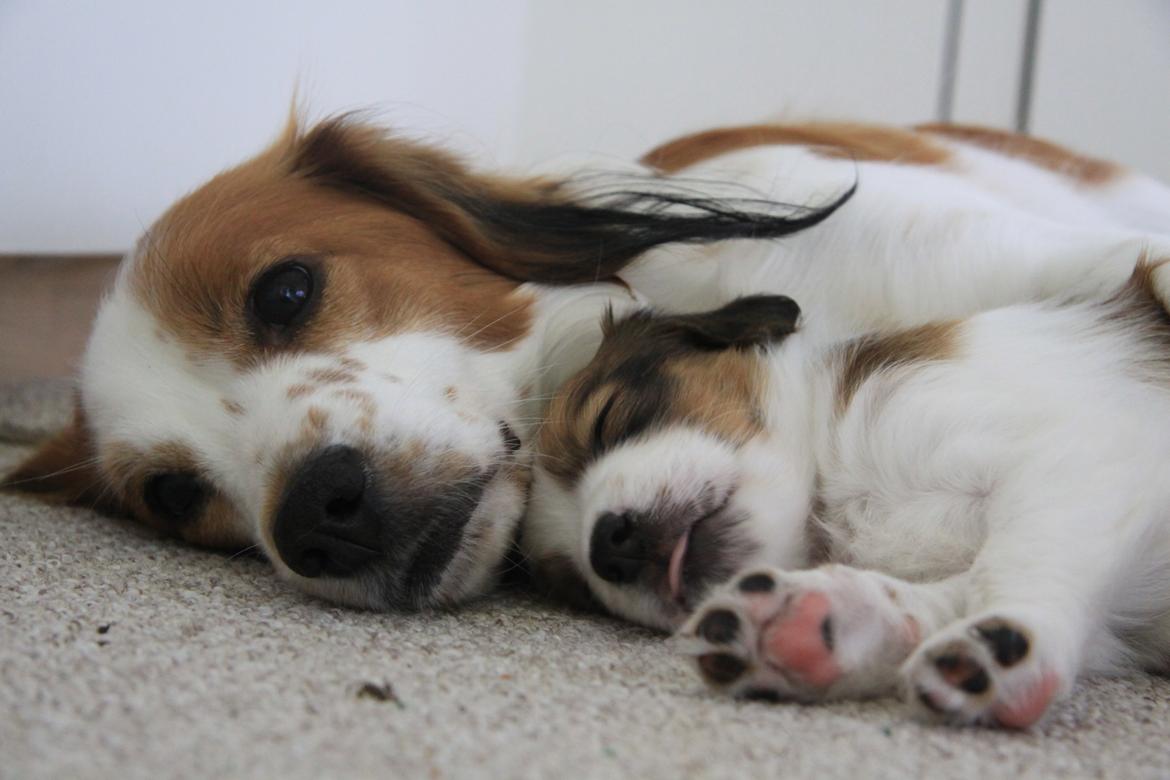 Kooikerhondje Diva billede 3