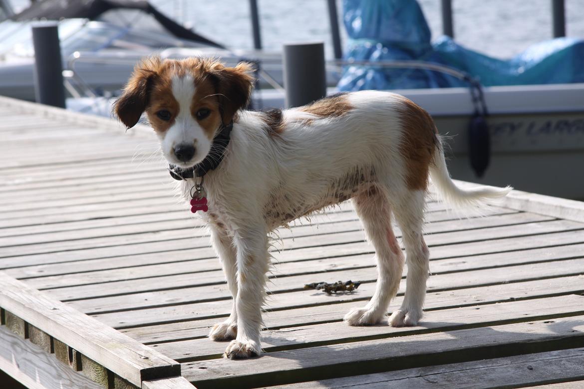 Kooikerhondje Diva billede 4