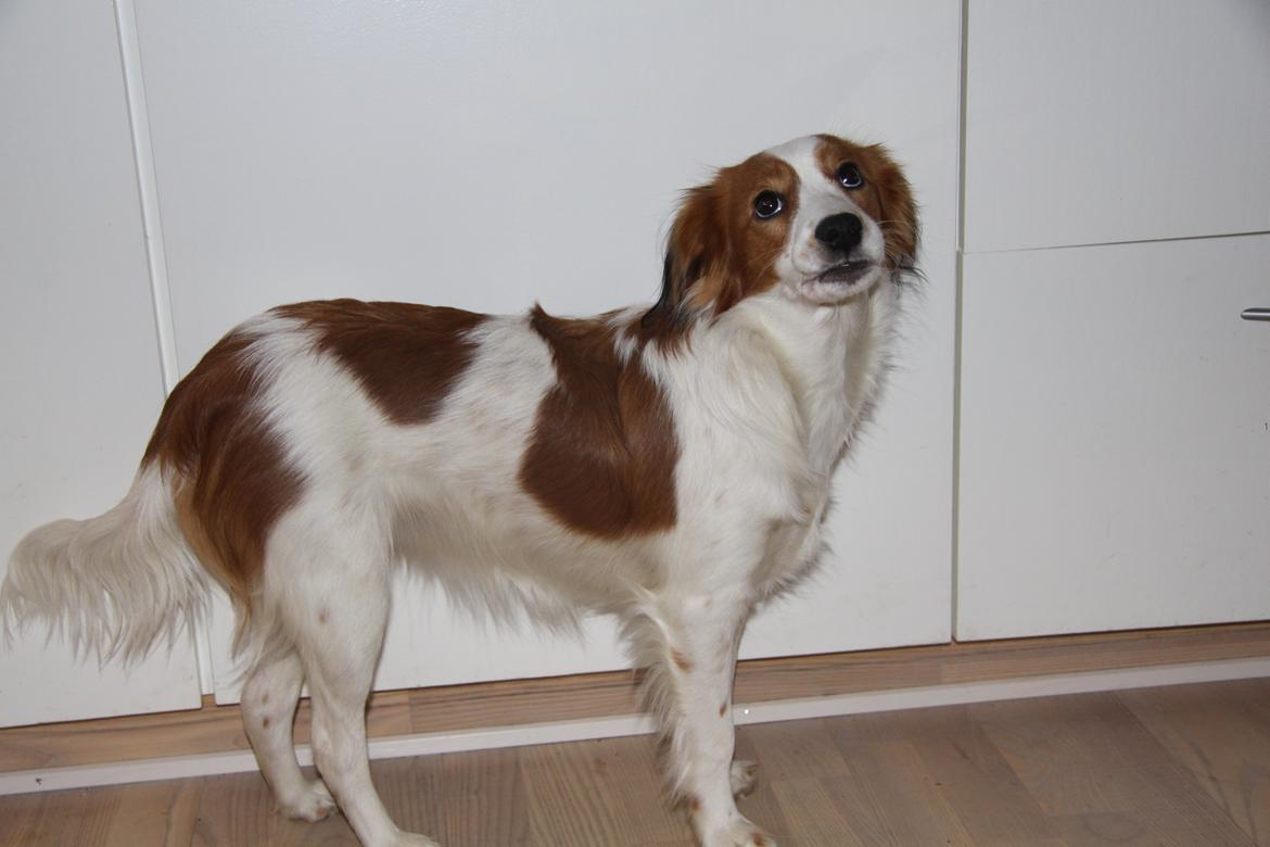 Kooikerhondje Diva billede 5