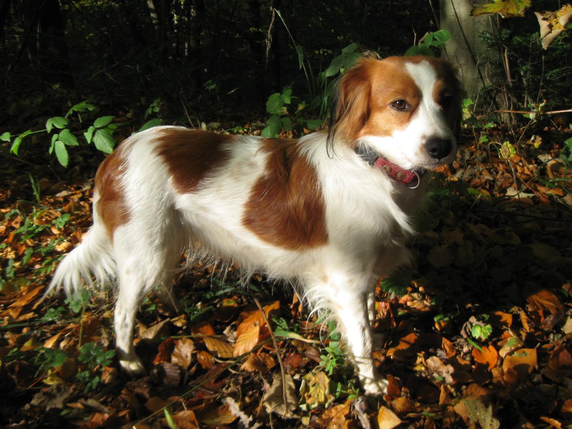 Kooikerhondje Diva billede 8