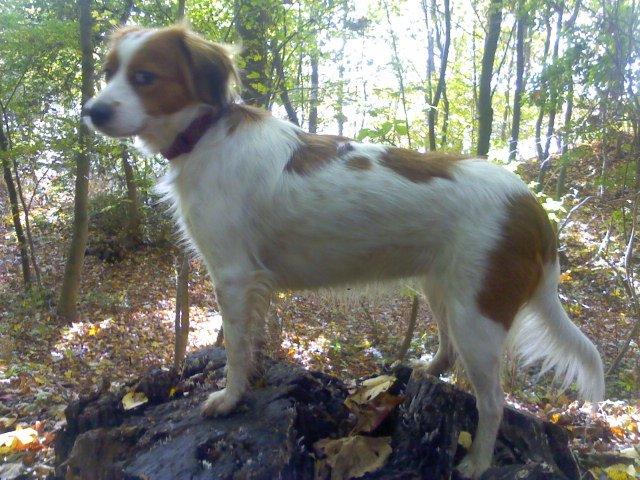 Kooikerhondje Diva billede 6