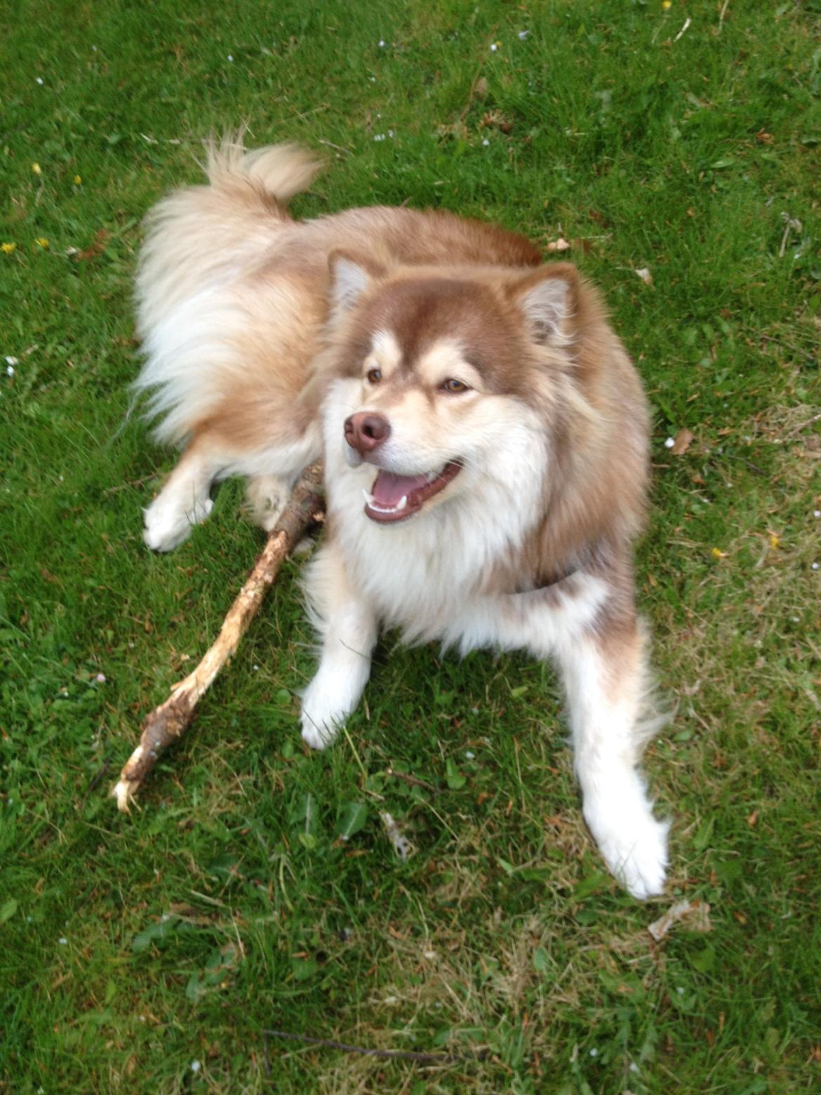 Finsk lapphund Cody  (Almlieds Isaac) billede 17