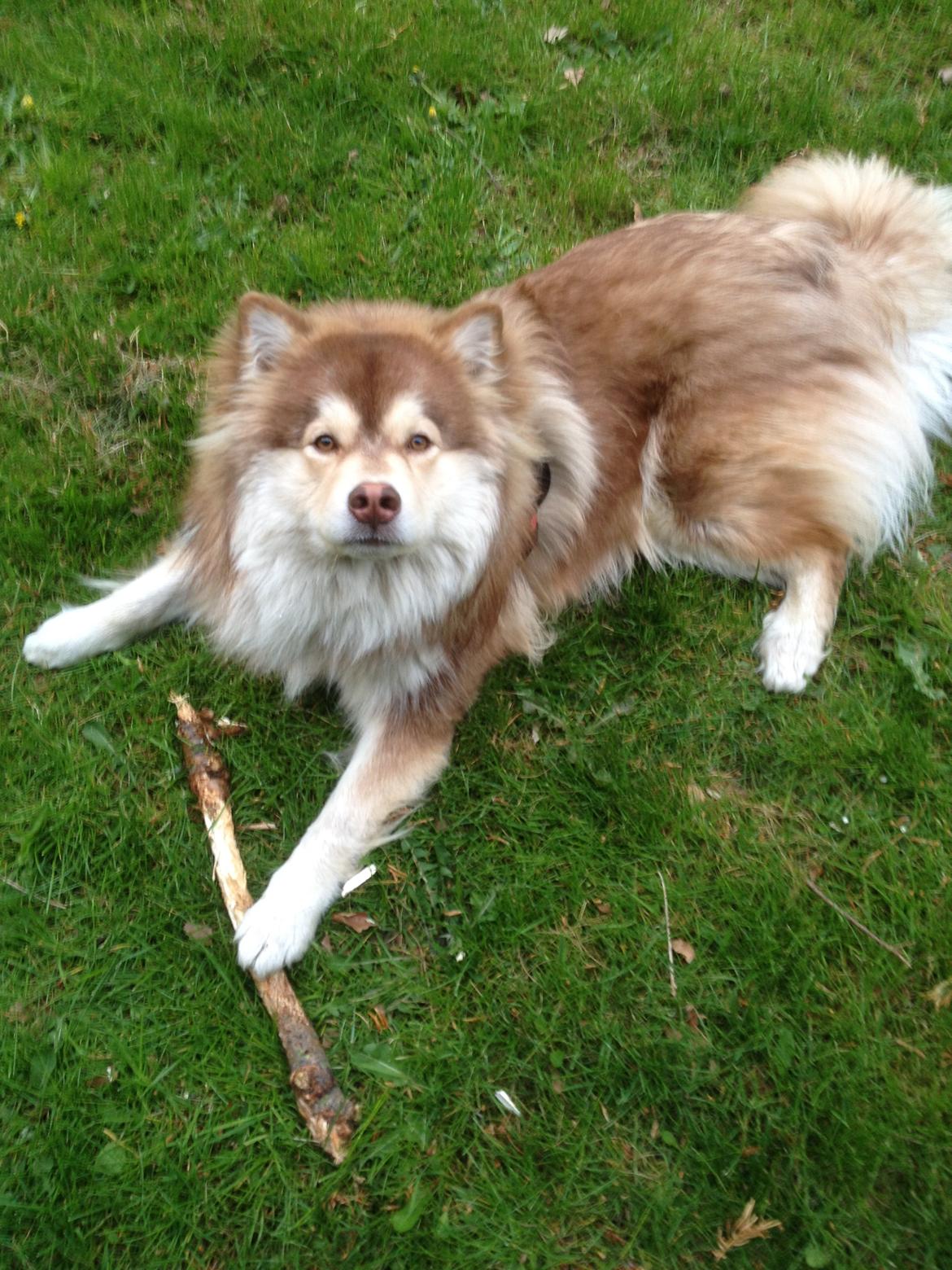 Finsk lapphund Cody  (Almlieds Isaac) billede 18