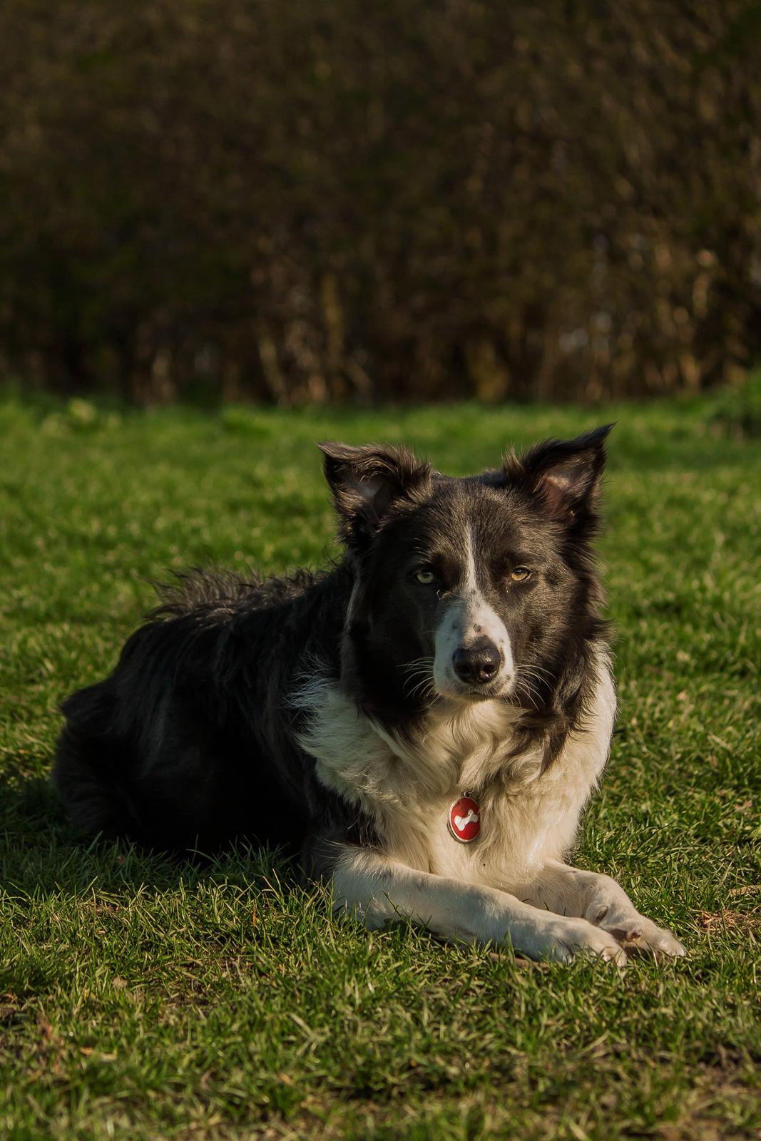 Border collie Aimee billede 7