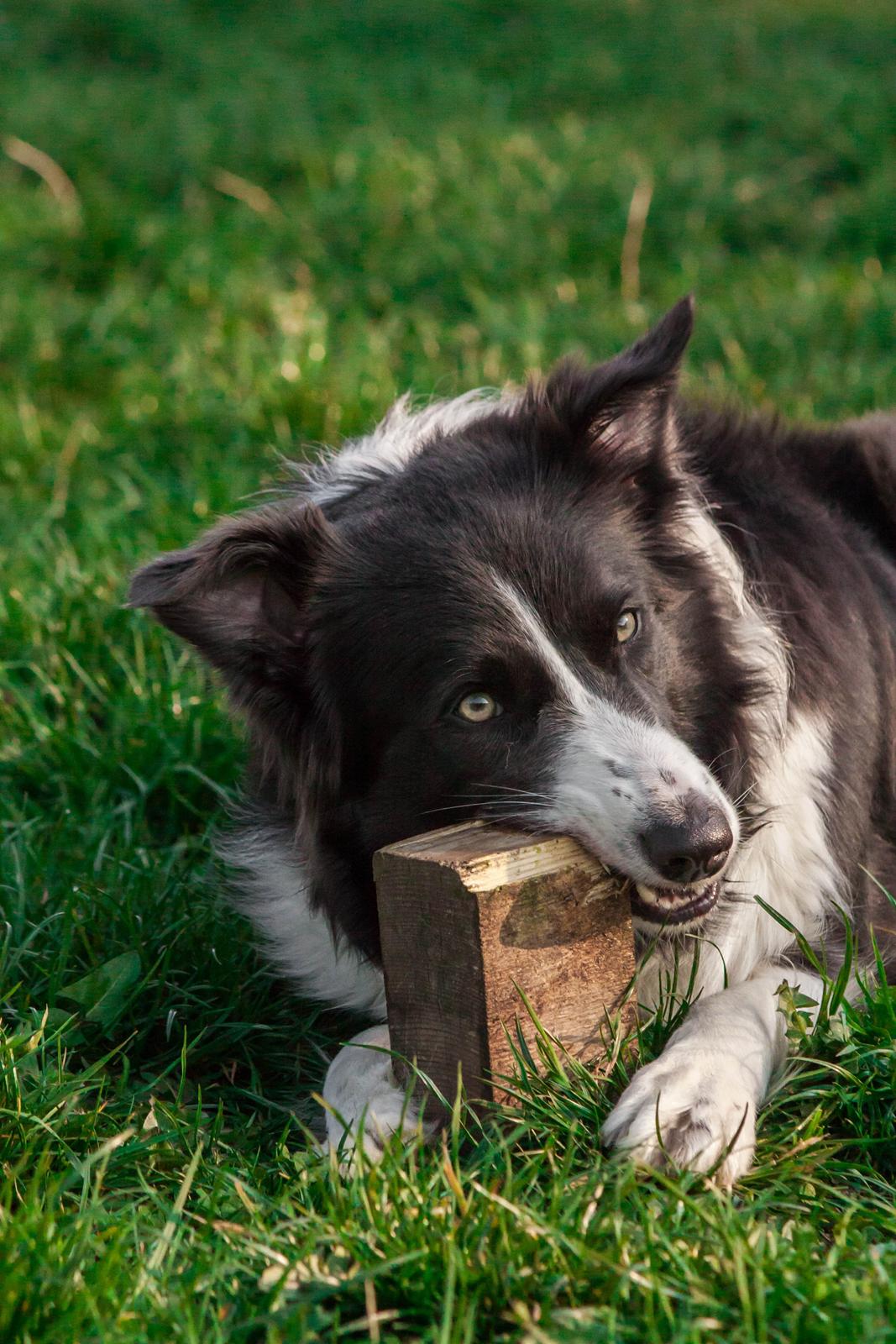 Border collie Aimee billede 2