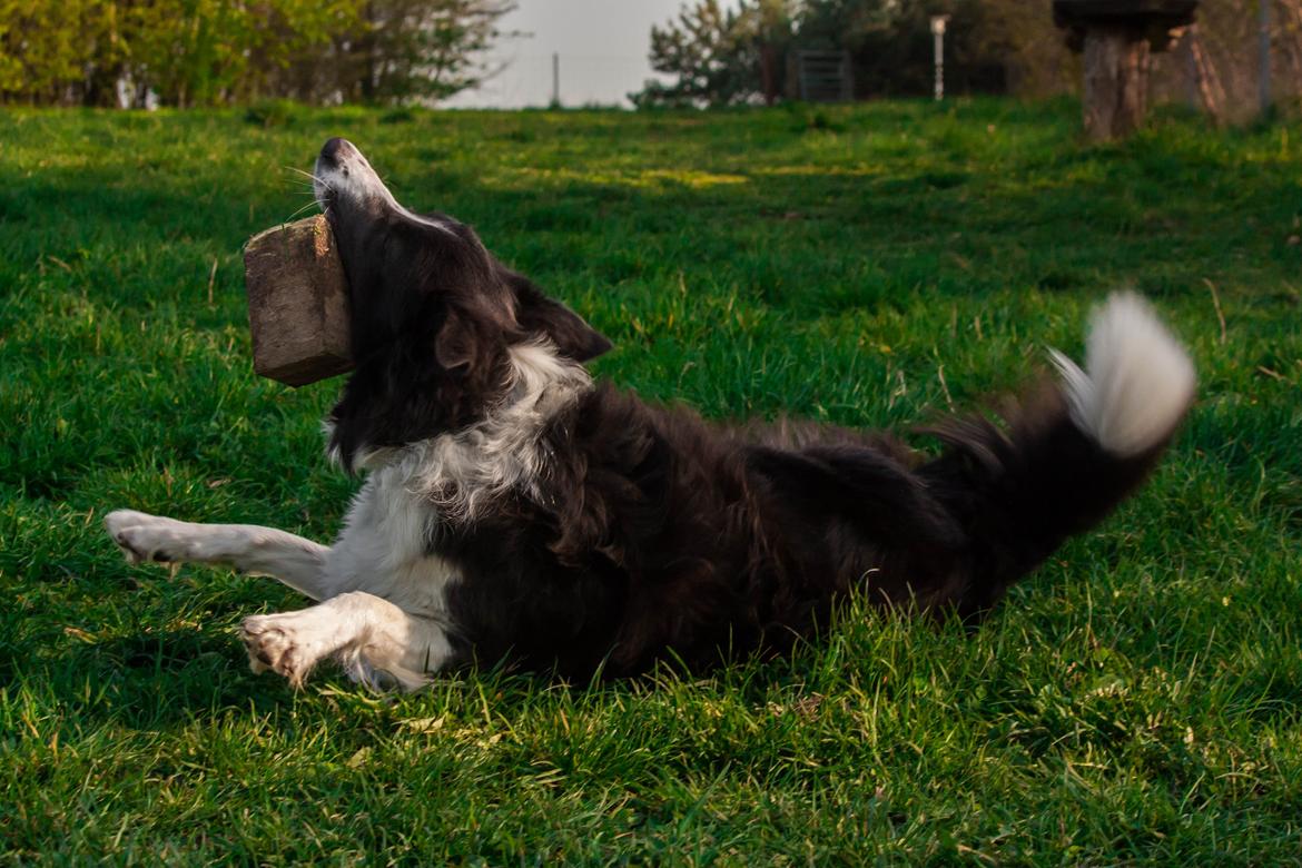 Border collie Aimee billede 5