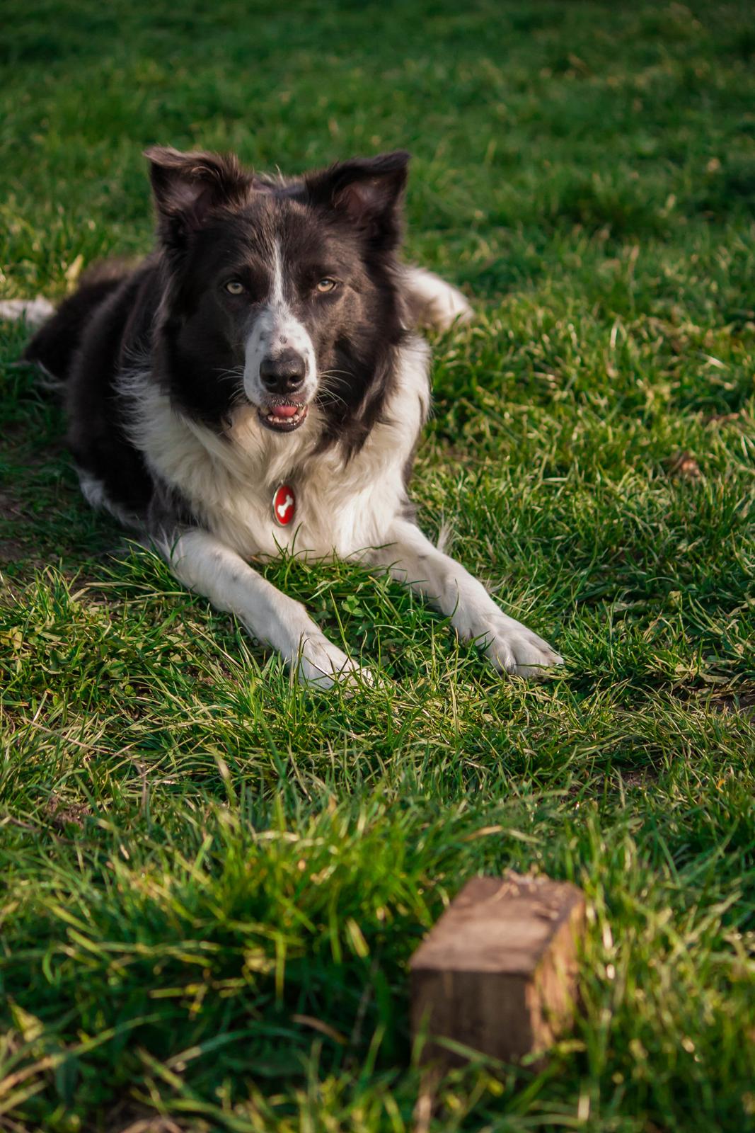 Border collie Aimee billede 4