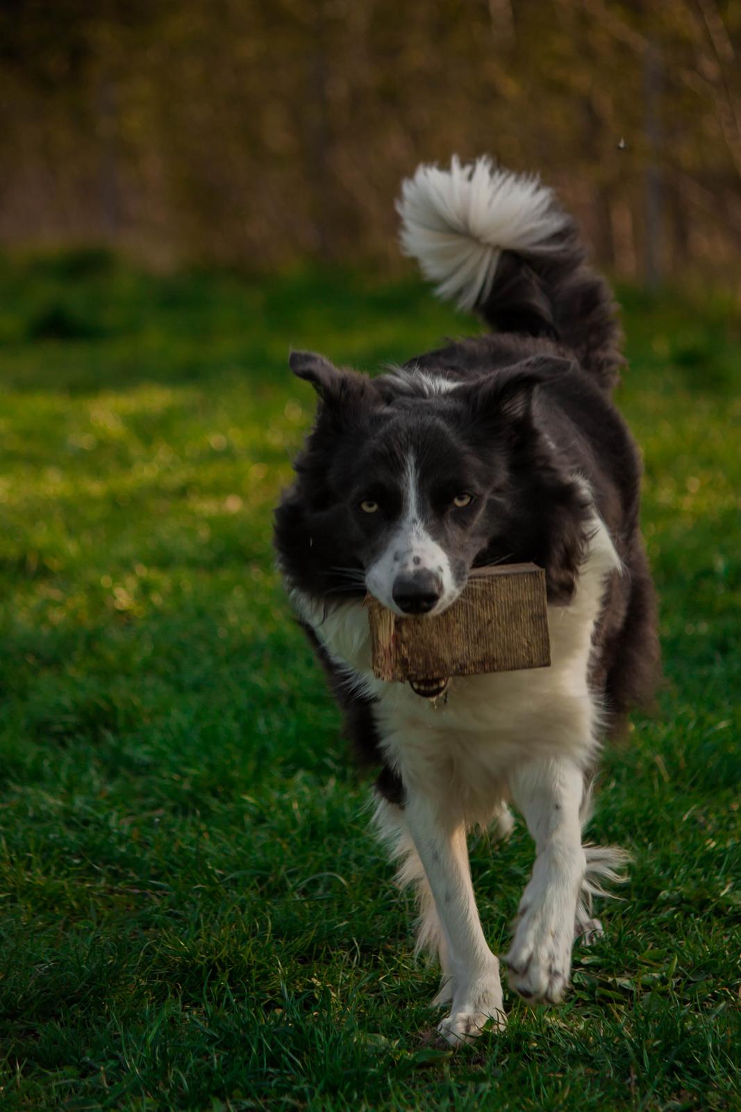 Border collie Aimee billede 3
