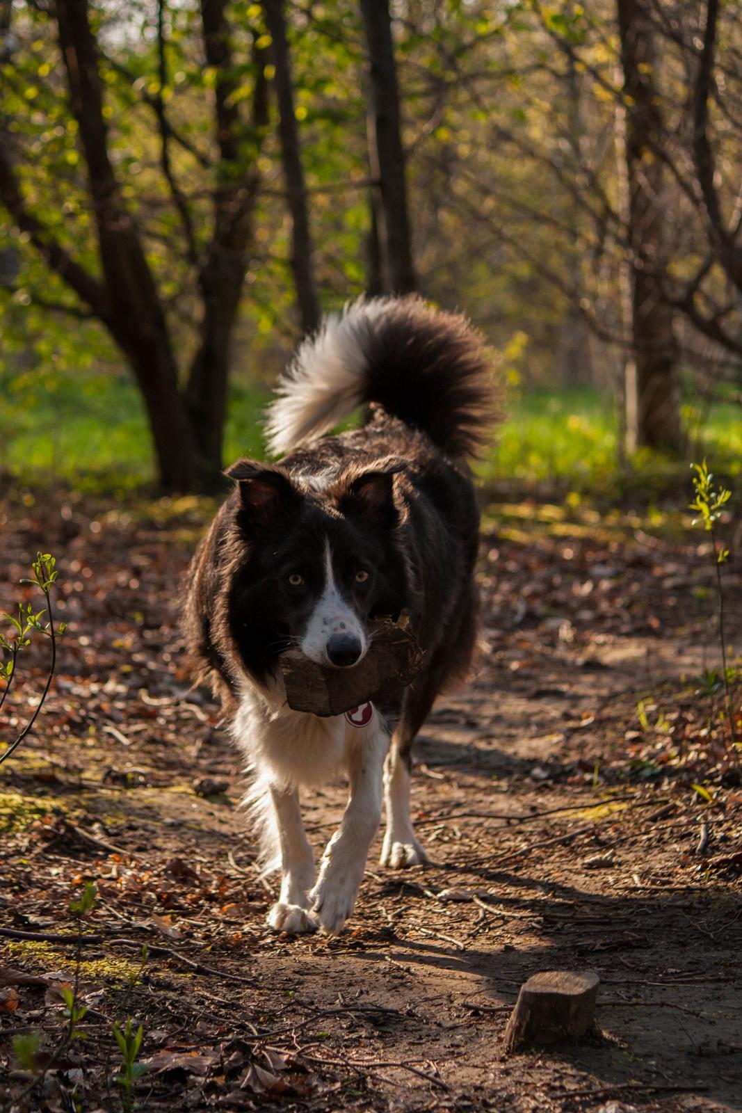 Border collie Aimee billede 18