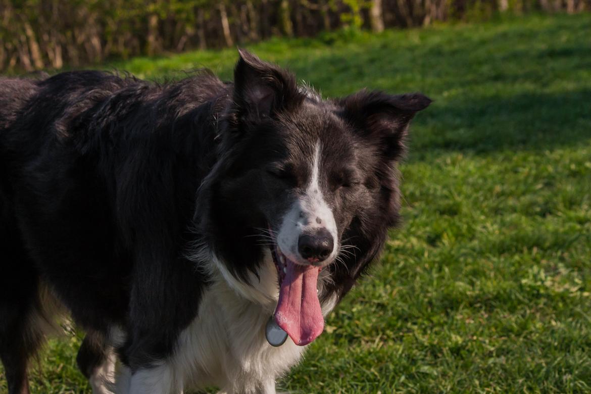 Border collie Aimee billede 6