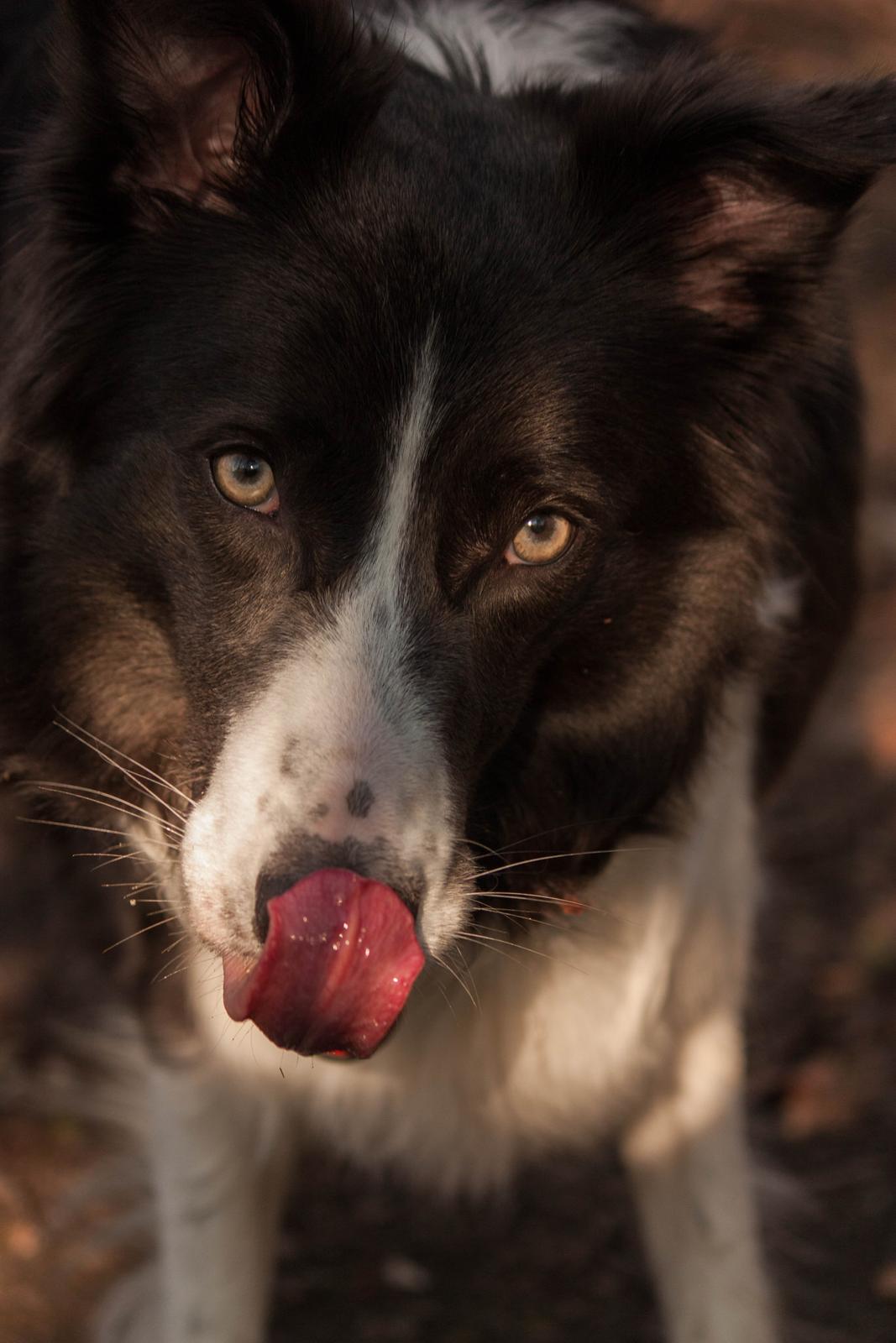 Border collie Aimee billede 1