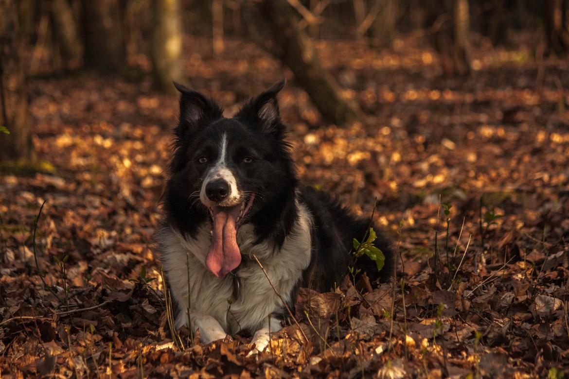 Border collie Aimee billede 16