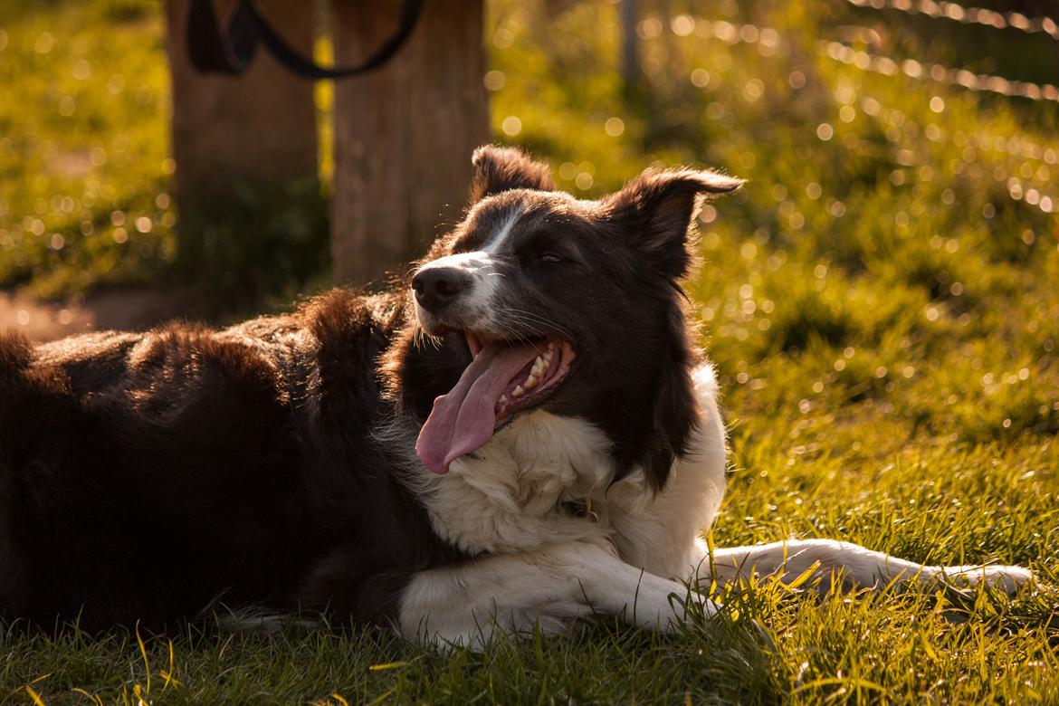 Border collie Aimee billede 15