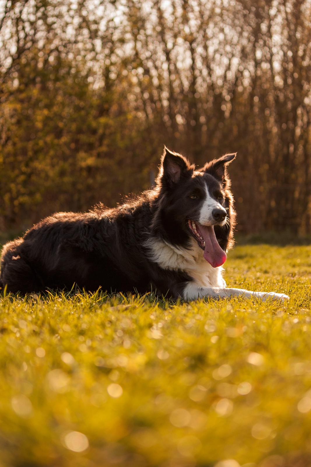 Border collie Aimee billede 14