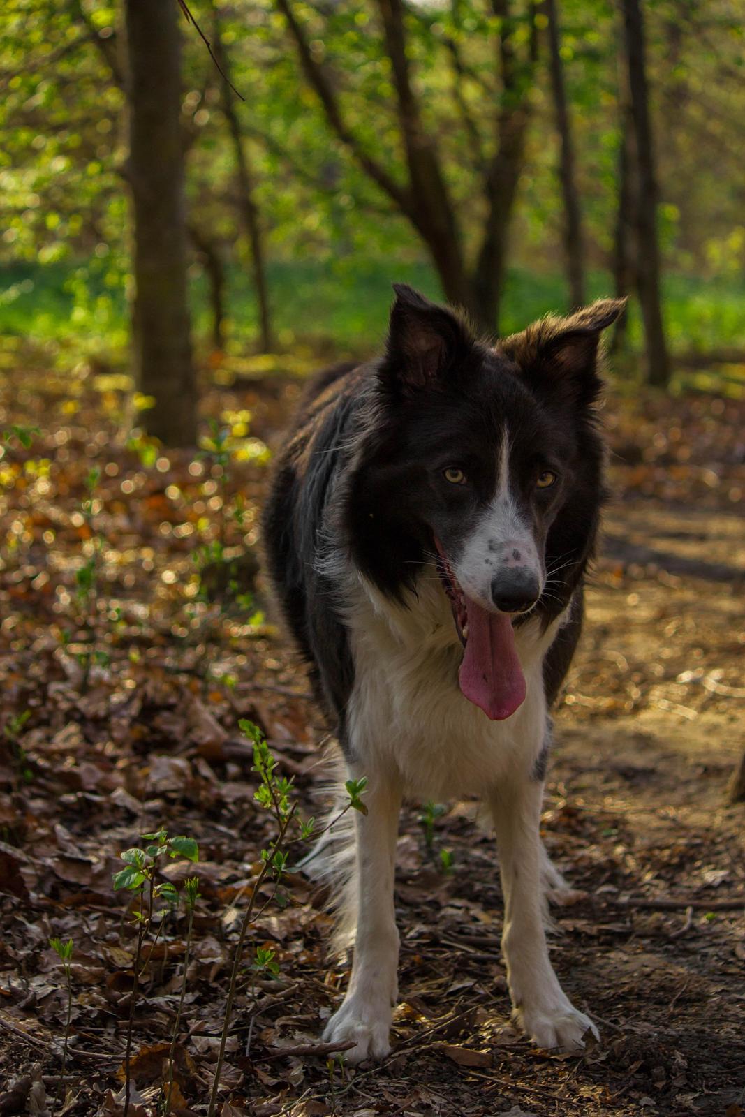 Border collie Aimee billede 17