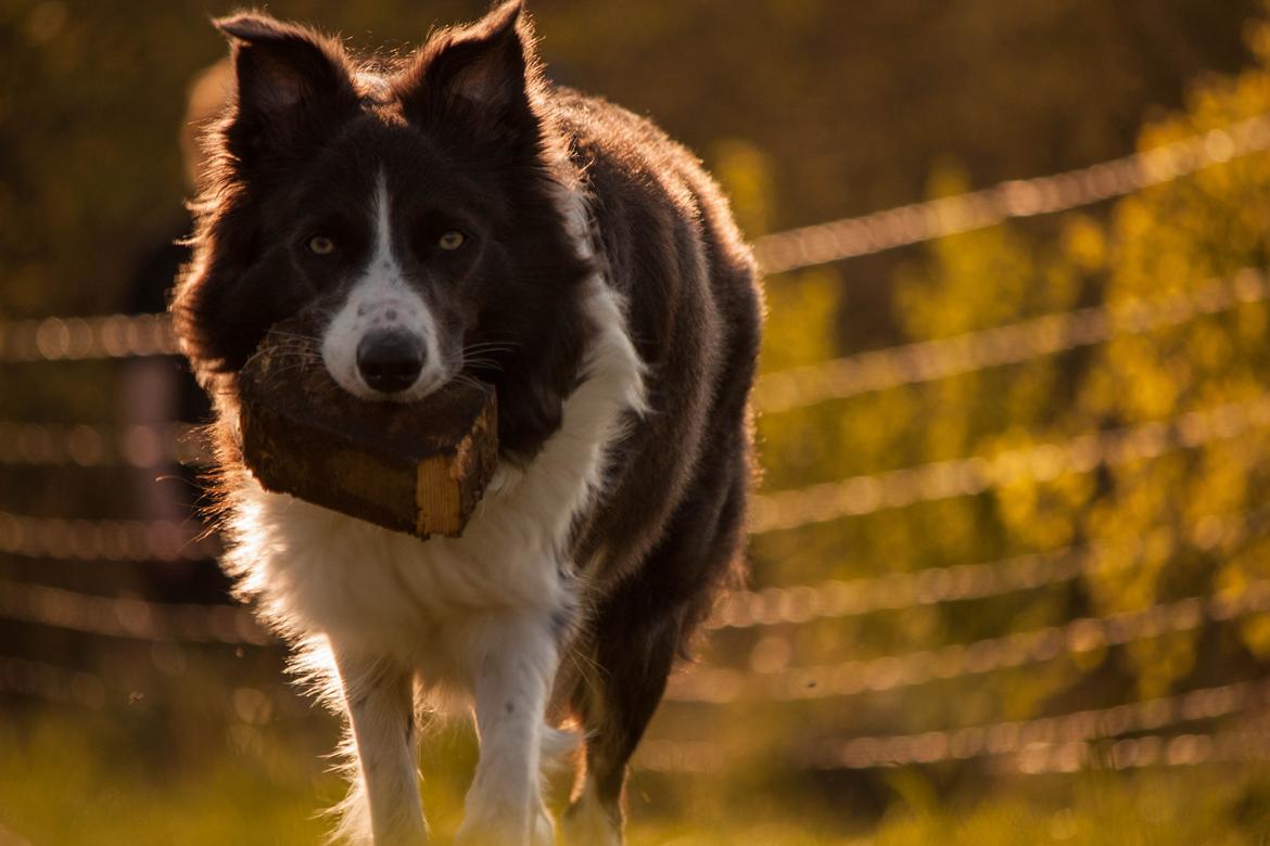 Border collie Aimee billede 12