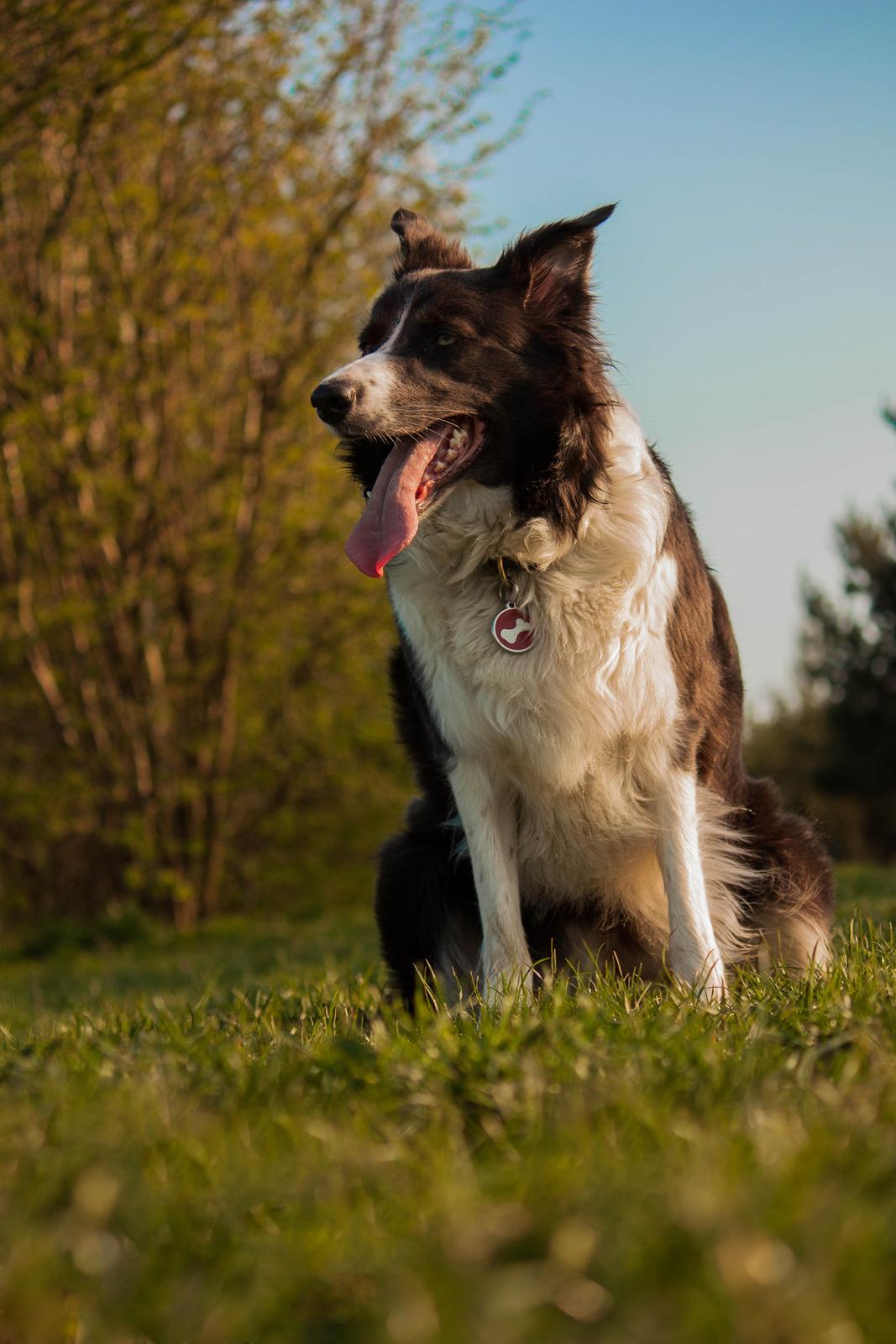 Border collie Aimee billede 11