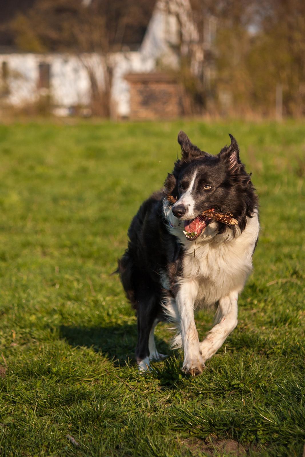 Border collie Aimee billede 9