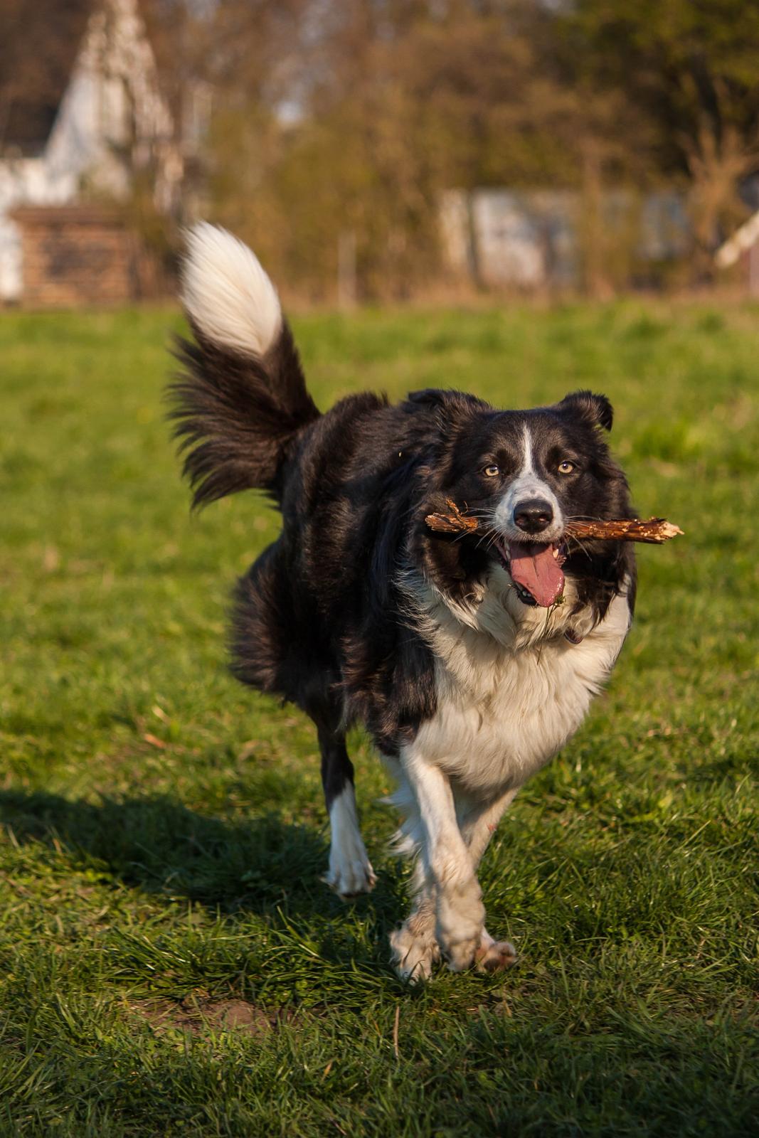 Border collie Aimee billede 8