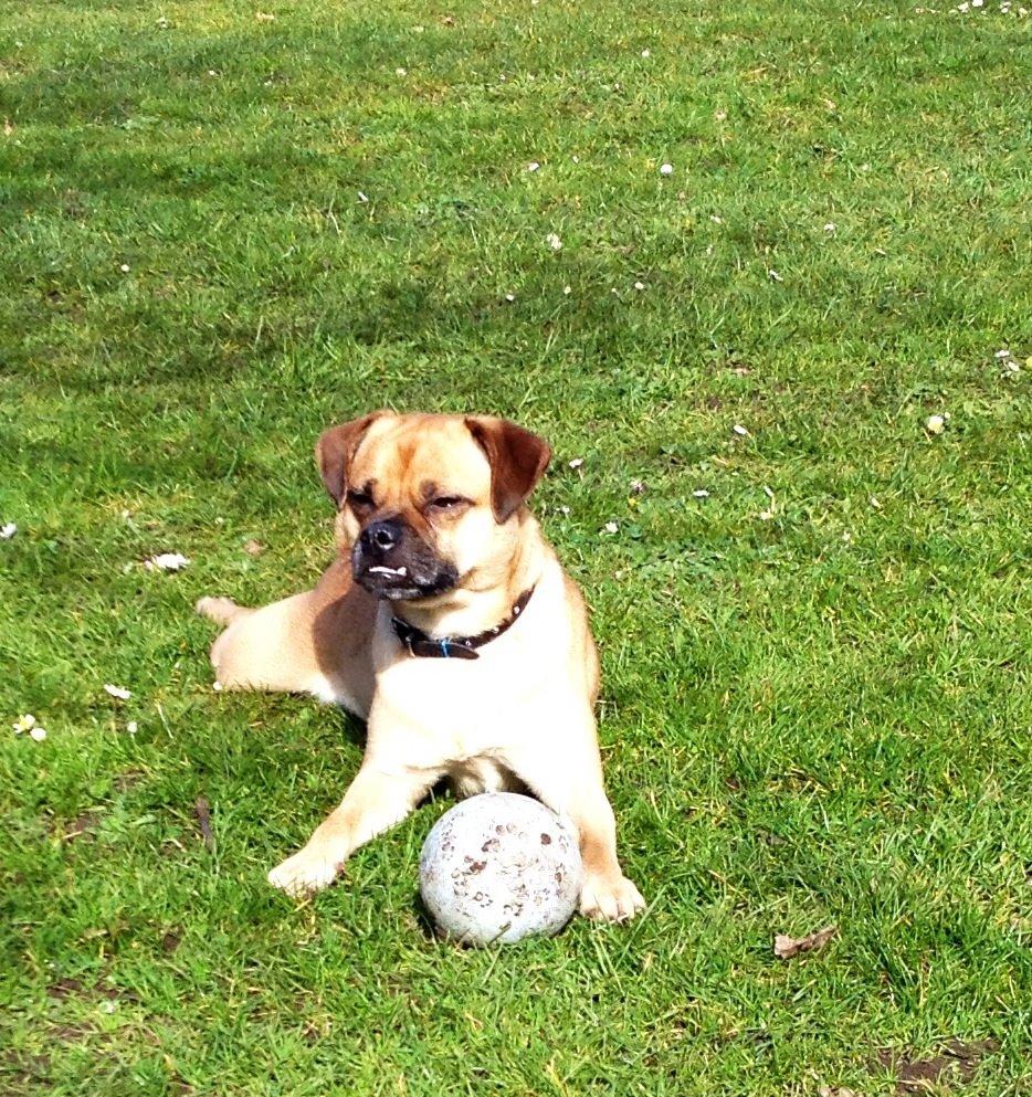 Blanding af racer Louis (R.IP) mops/dansk svensk gårdhund billede 4