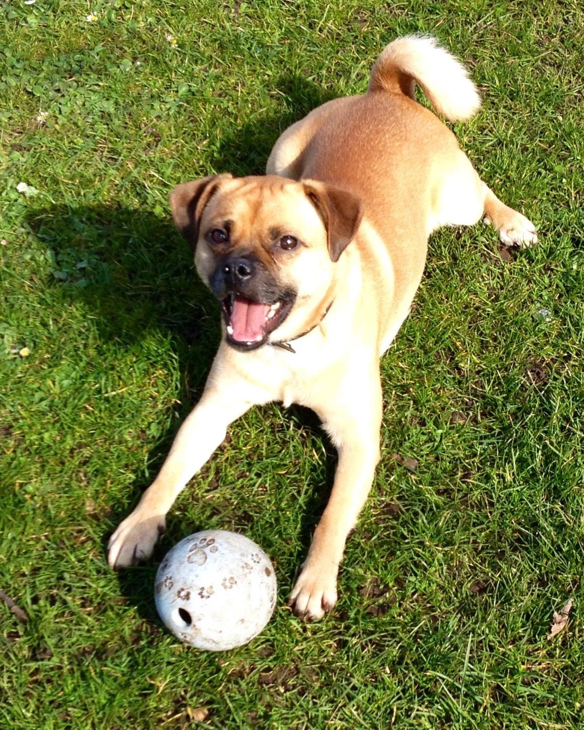 Blanding af racer Louis (R.IP) mops/dansk svensk gårdhund billede 2