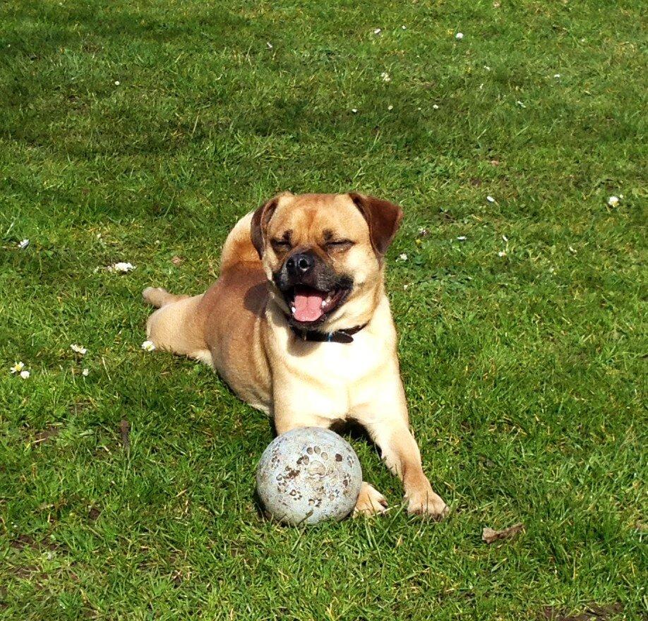 Blanding af racer Louis aka lille Lars - mops/dansk svensk gårdhund billede 1