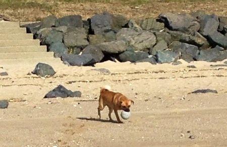 Blanding af racer Louis aka lille Lars - mops/dansk svensk gårdhund billede 5