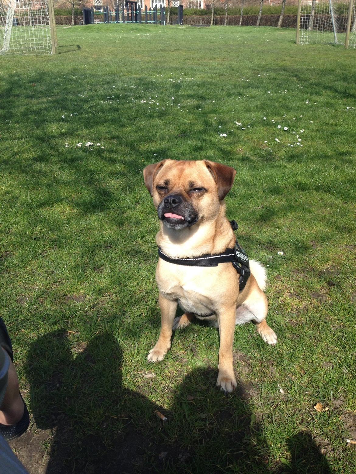 Blanding af racer Louis aka lille Lars - mops/dansk svensk gårdhund billede 12