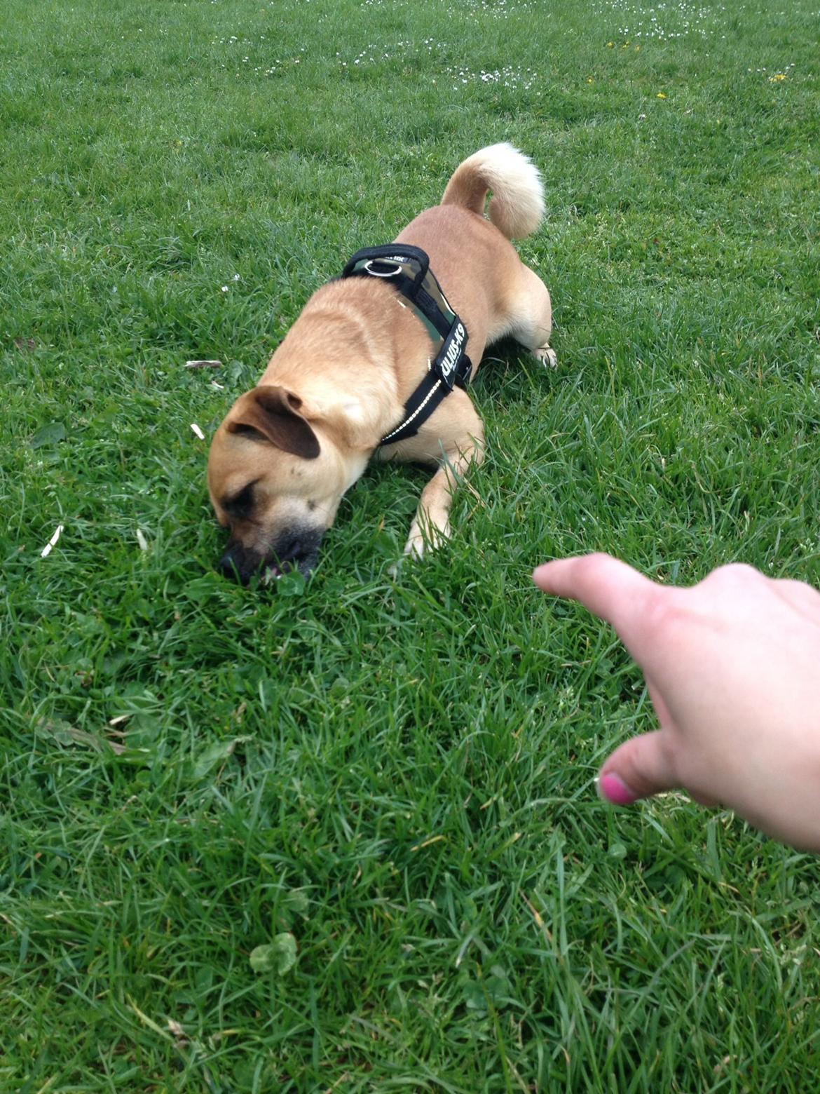 Blanding af racer Louis aka lille Lars - mops/dansk svensk gårdhund billede 13