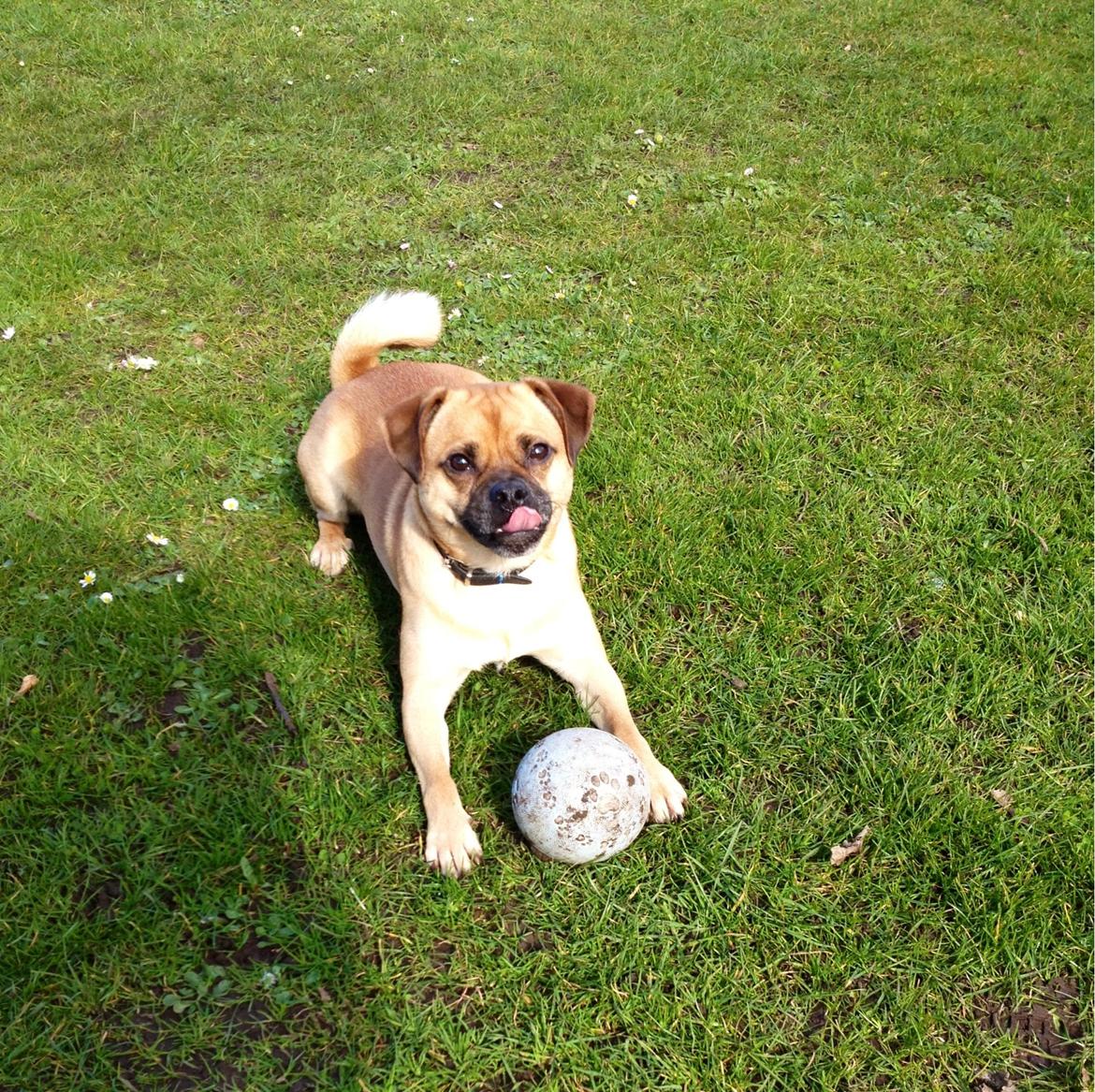 Blanding af racer Louis aka lille Lars - mops/dansk svensk gårdhund billede 14