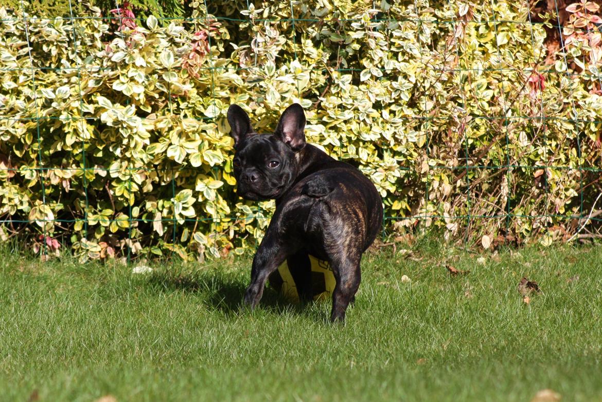 Fransk bulldog Carla - "Snakker du til mig?" billede 20