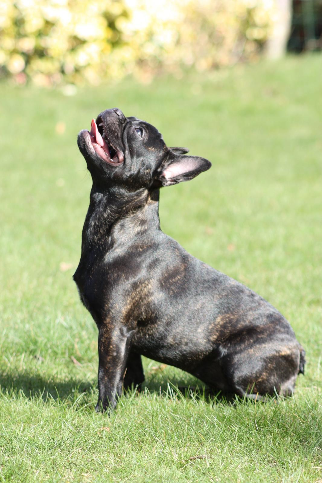 Fransk bulldog Carla - Carla 8 mdr billede 21