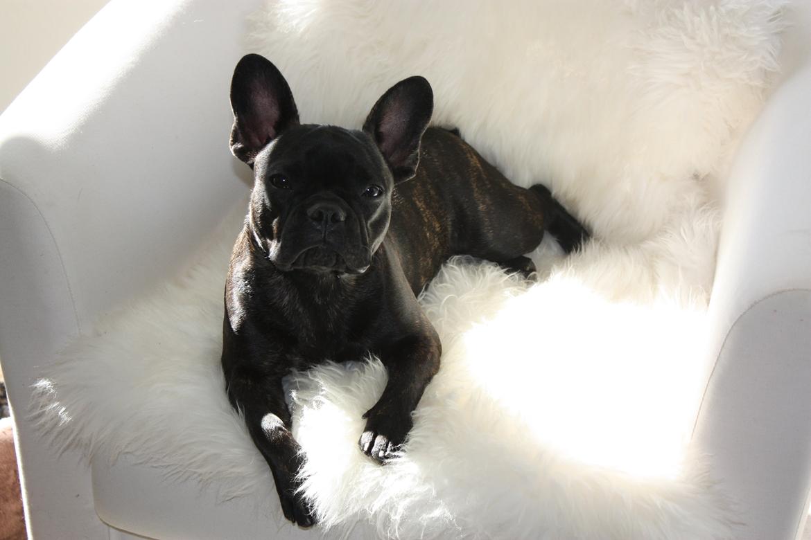 Fransk bulldog Carla - Smukke Carla - 8 mdr billede 22