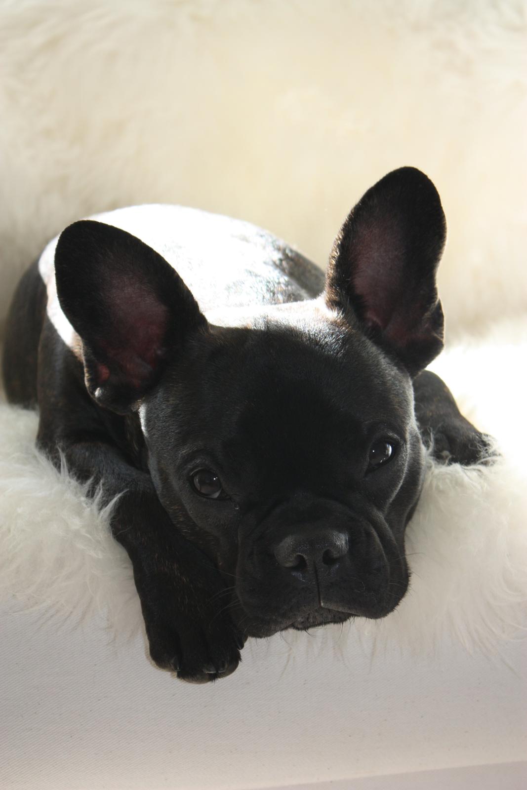 Fransk bulldog Carla - Godnat! Carla 8 mdr gammel billede 23