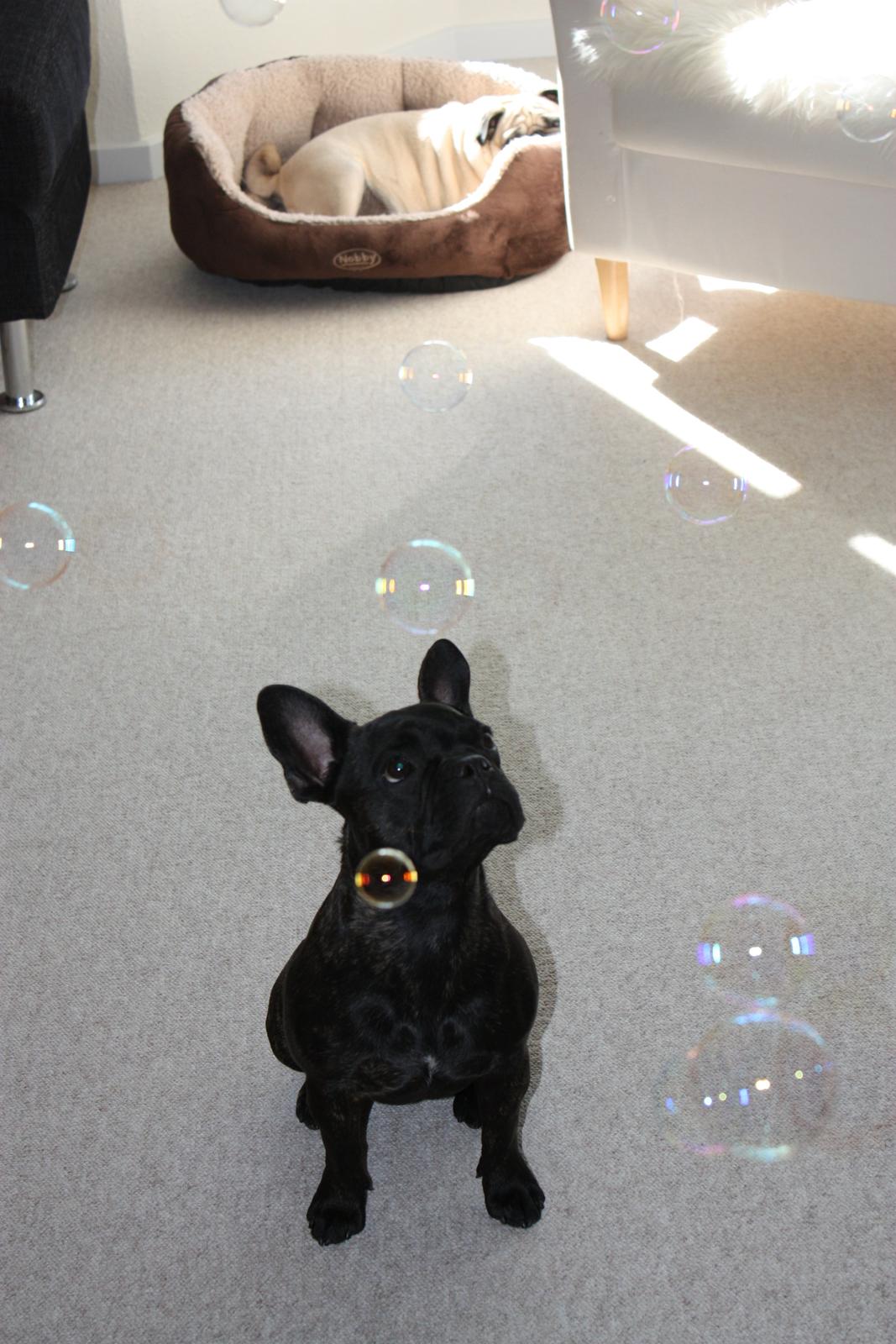 Fransk bulldog Carla - Hvad er nu det for noget? oOo billede 24