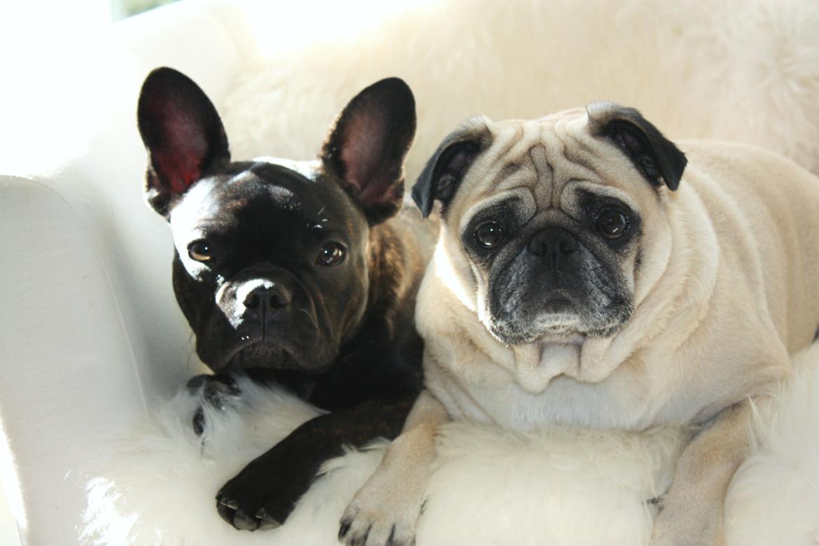 Fransk bulldog Carla - Me and my brother from another mother :D billede 25