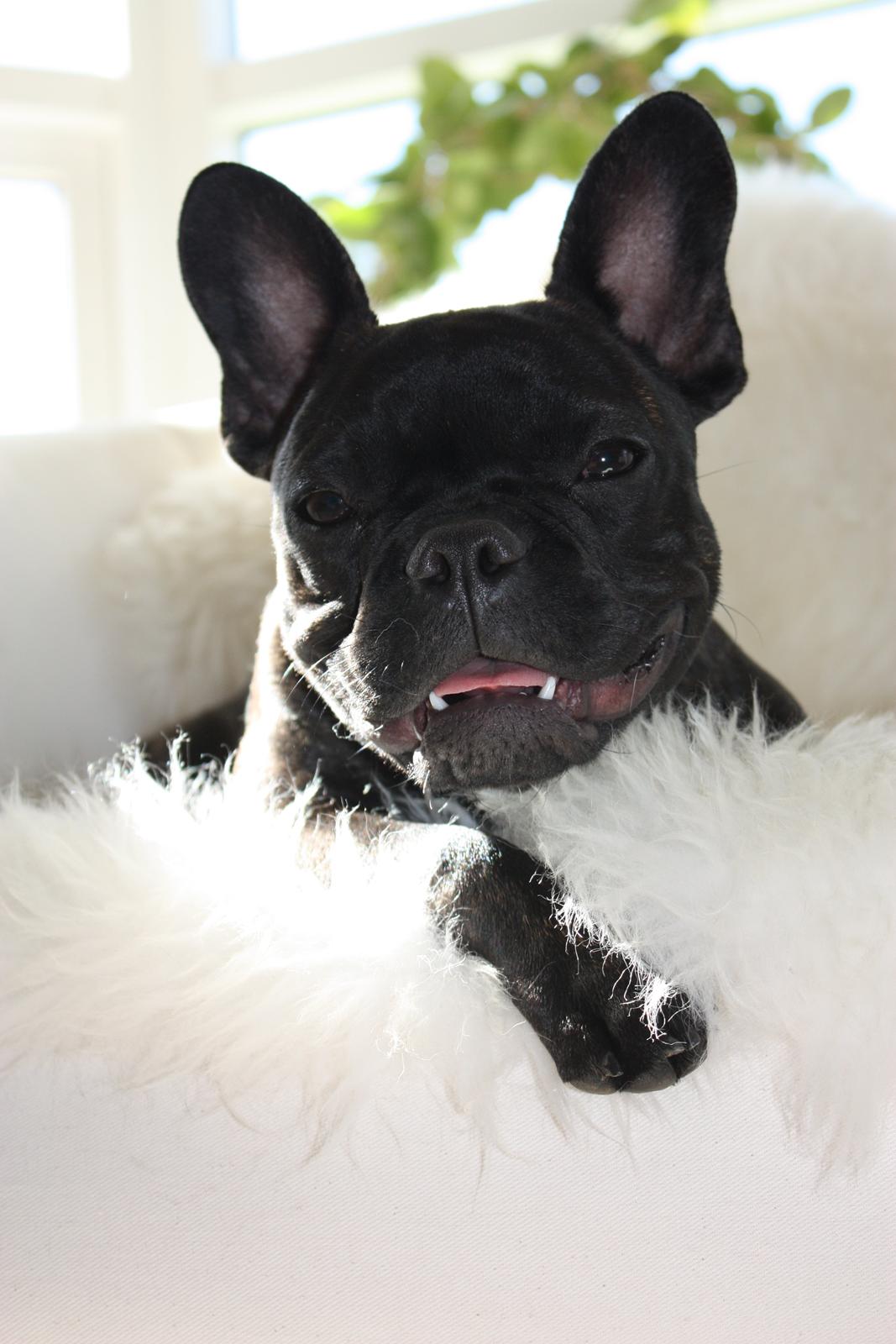 Fransk bulldog Carla - Smiiiiiil :D billede 26