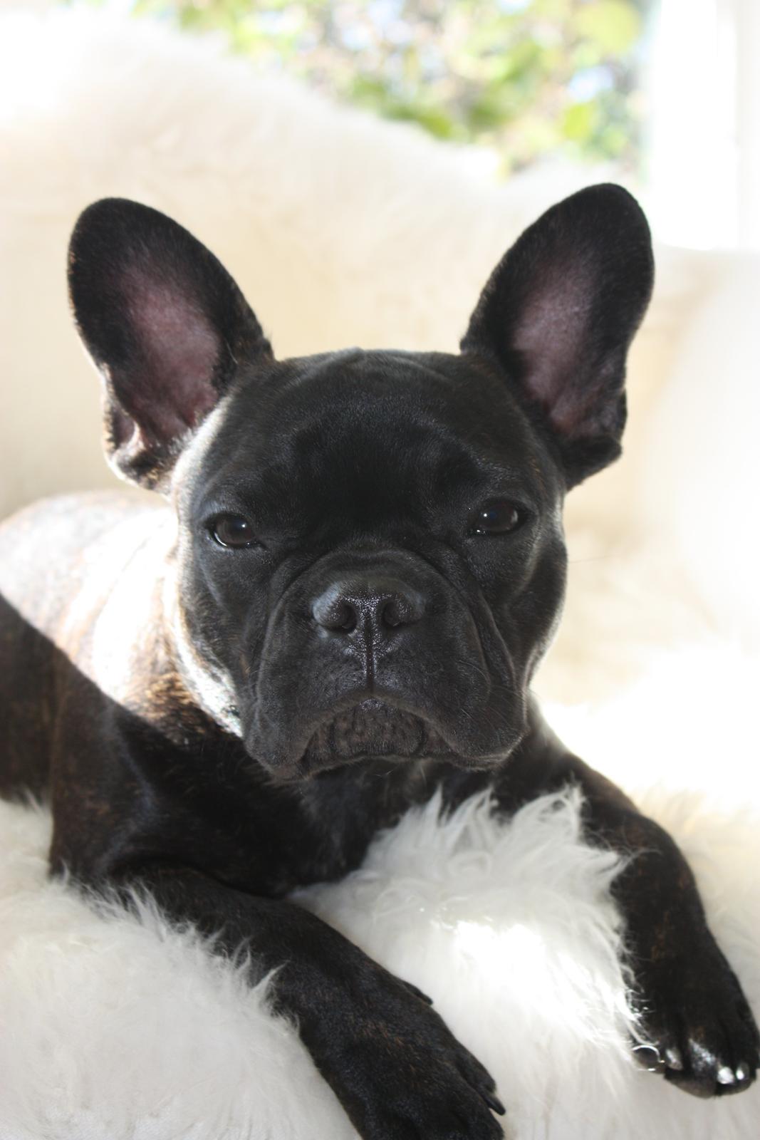 Fransk bulldog Carla billede 2