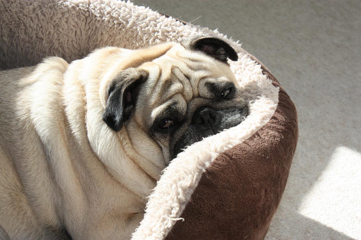 Mops Cosmo - Cosmo tager en "morfar" :) 6 år gammel billede 24