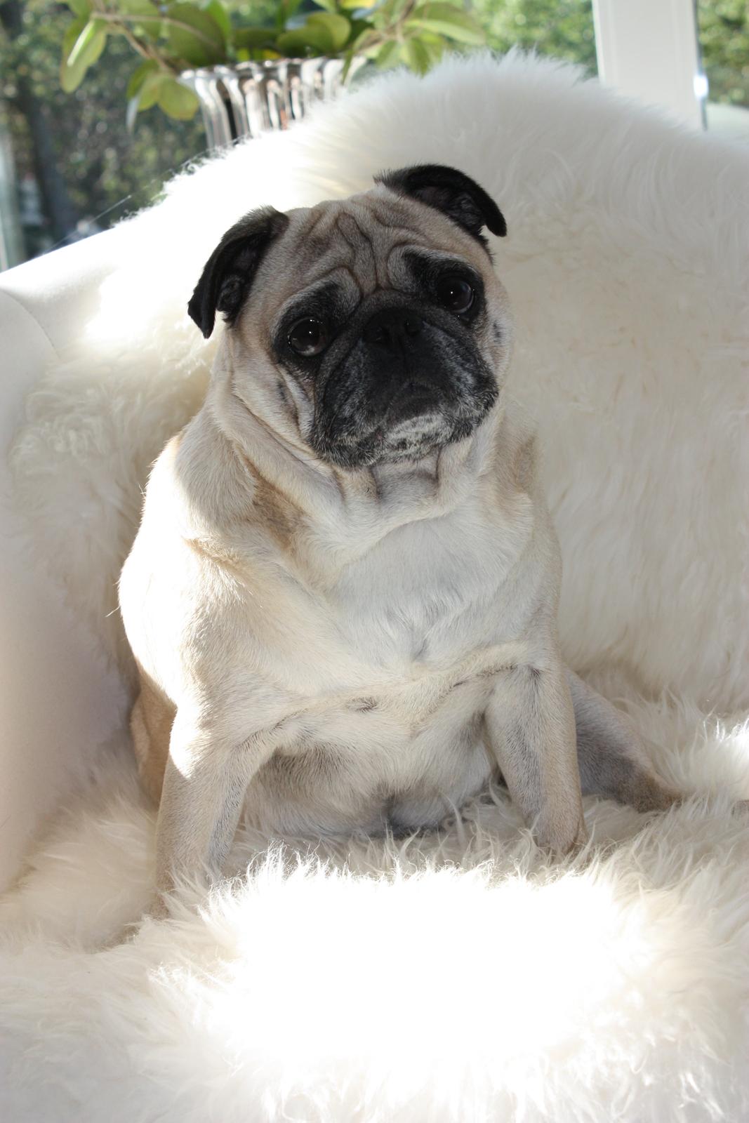 Mops Cosmo - Lækker, Lækker, Lækker billede 27