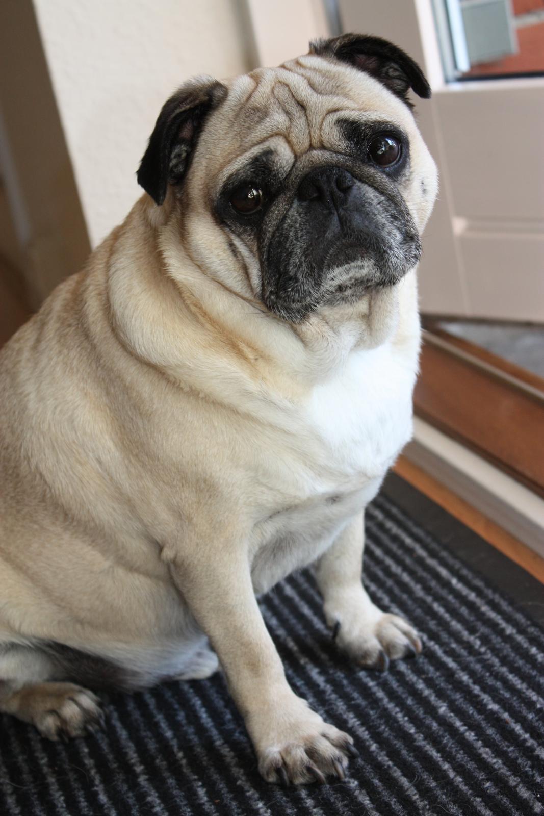 Mops Cosmo - Min elskede mopse-mand - 6 år gammel billede 25