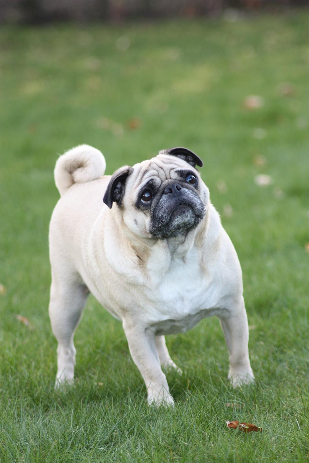 Mops Cosmo - Cosmo - 6 år billede 29