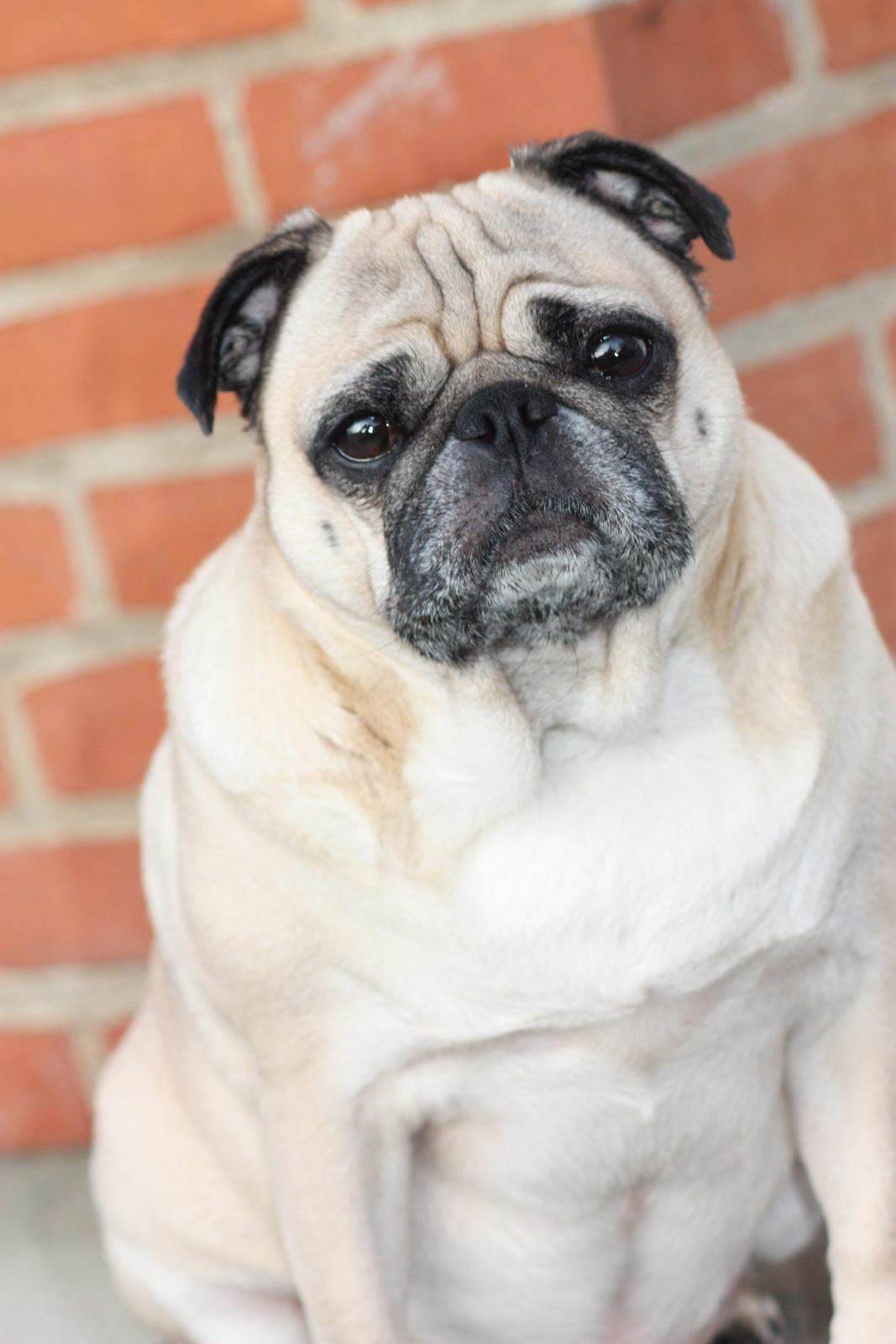 Mops Cosmo - 6 år gammel og stadig lækker billede 28