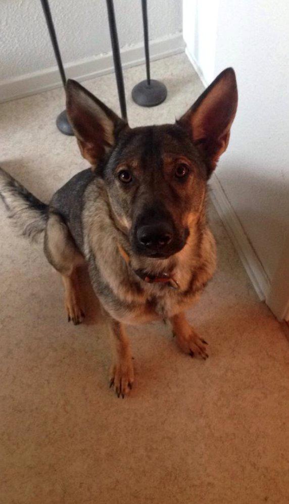 Schæferhund Team Englund`s Cookie billede 6