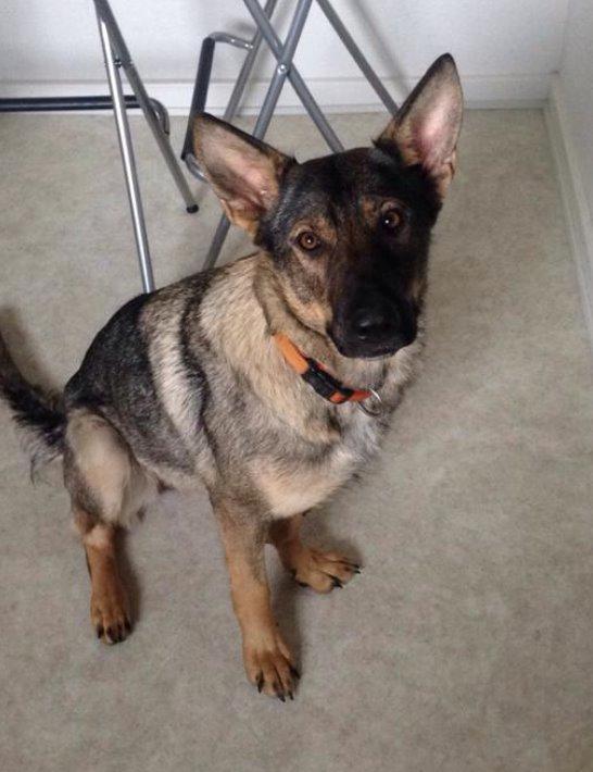 Schæferhund Team Englund`s Cookie billede 2