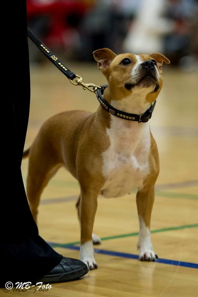 Staffordshire bull terrier Wenk Staff' s Legacy Of Buffy "CeCe" billede 9