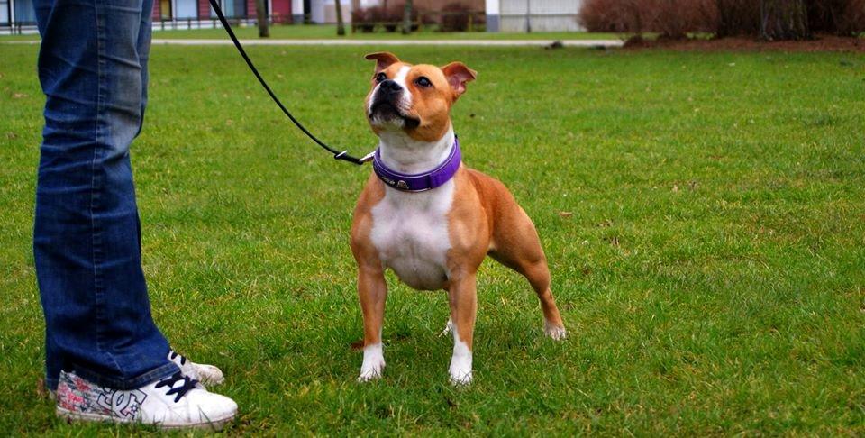 Staffordshire bull terrier Wenk Staff' s Legacy Of Buffy "CeCe" billede 10