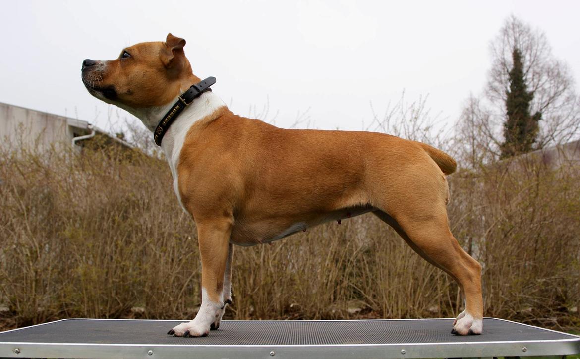 Staffordshire bull terrier Wenk Staff' s Legacy Of Buffy "CeCe" billede 3