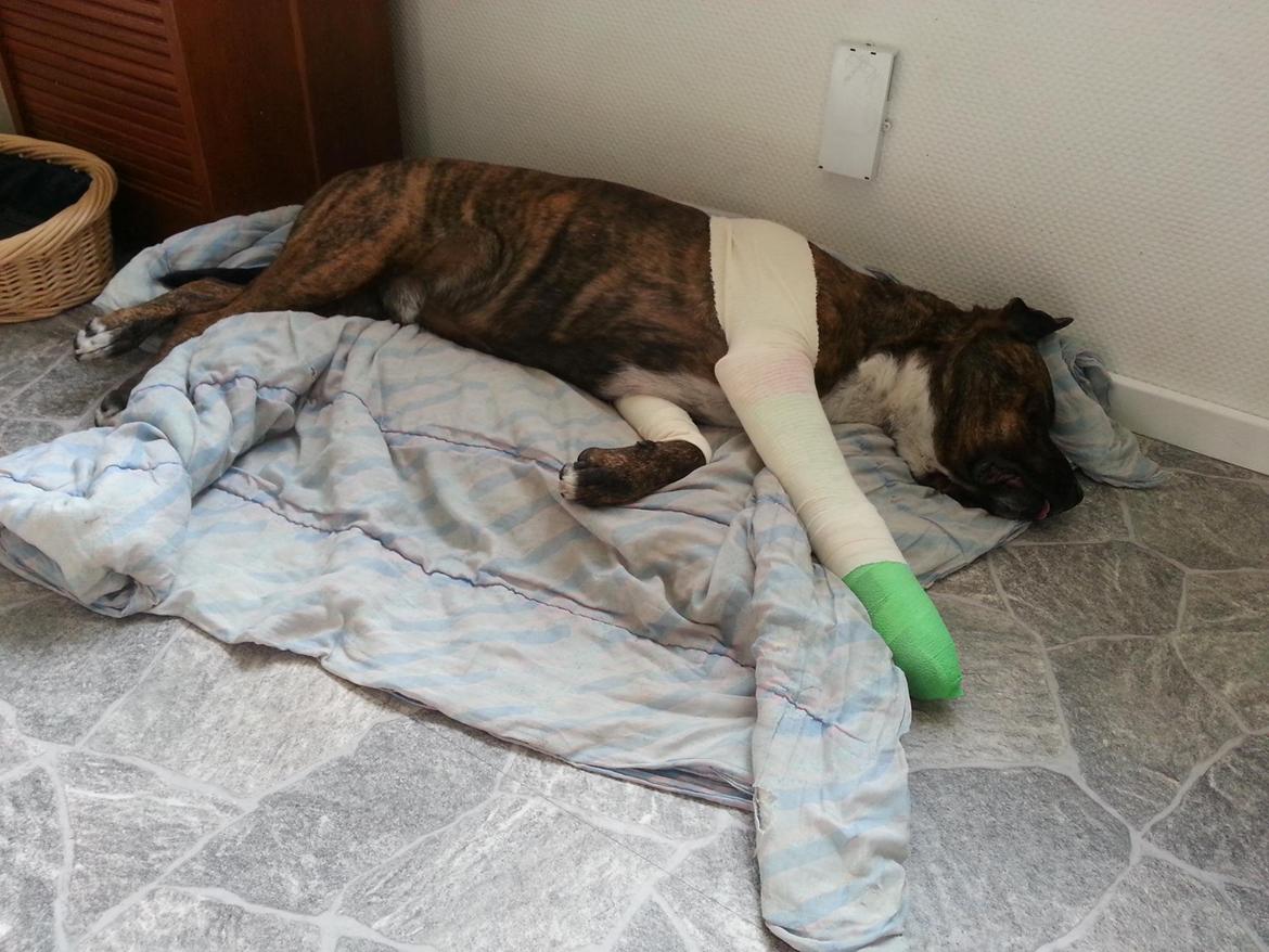 Blanding af racer $ Dollar $ - lige kommet hjem fra dr.dylle med brækket ben billede 22